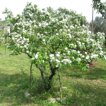 Campi Salentina Villa Rita Bed & Breakfast מראה חיצוני תמונה