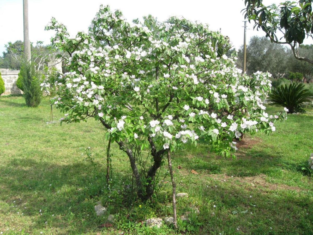 Campi Salentina Villa Rita Bed & Breakfast מראה חיצוני תמונה